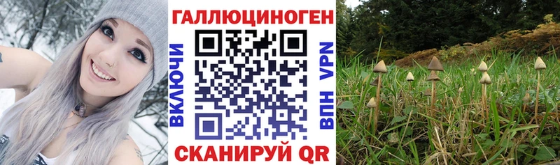 Псилоцибиновые грибы прущие грибы  Чкаловск 